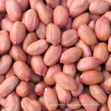 Kernals d&#39;arachide de forme longue avec la peau rouge